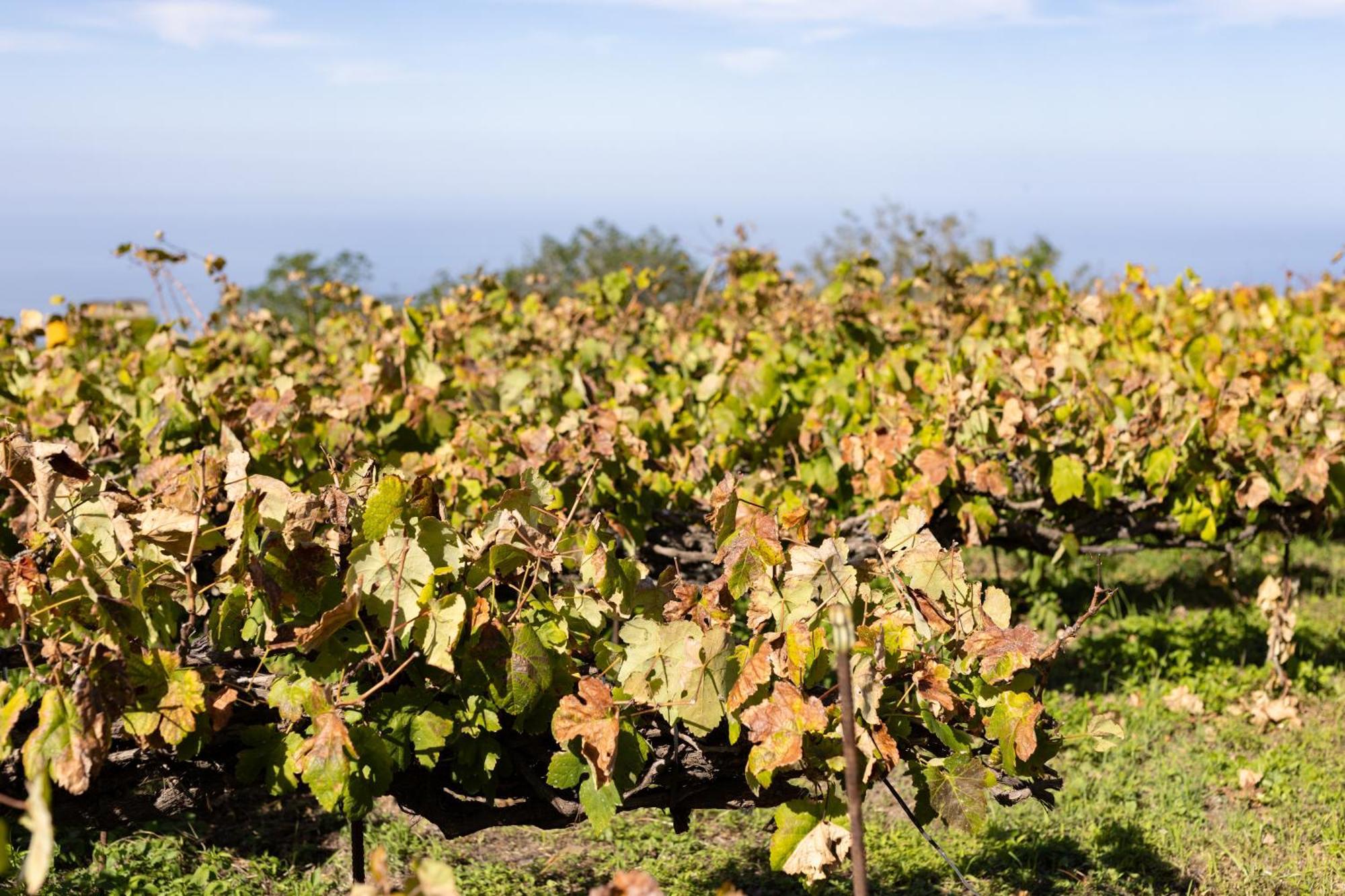 Ek Las Vistas Finca El Milagro ลาโอโรตาวา ภายนอก รูปภาพ