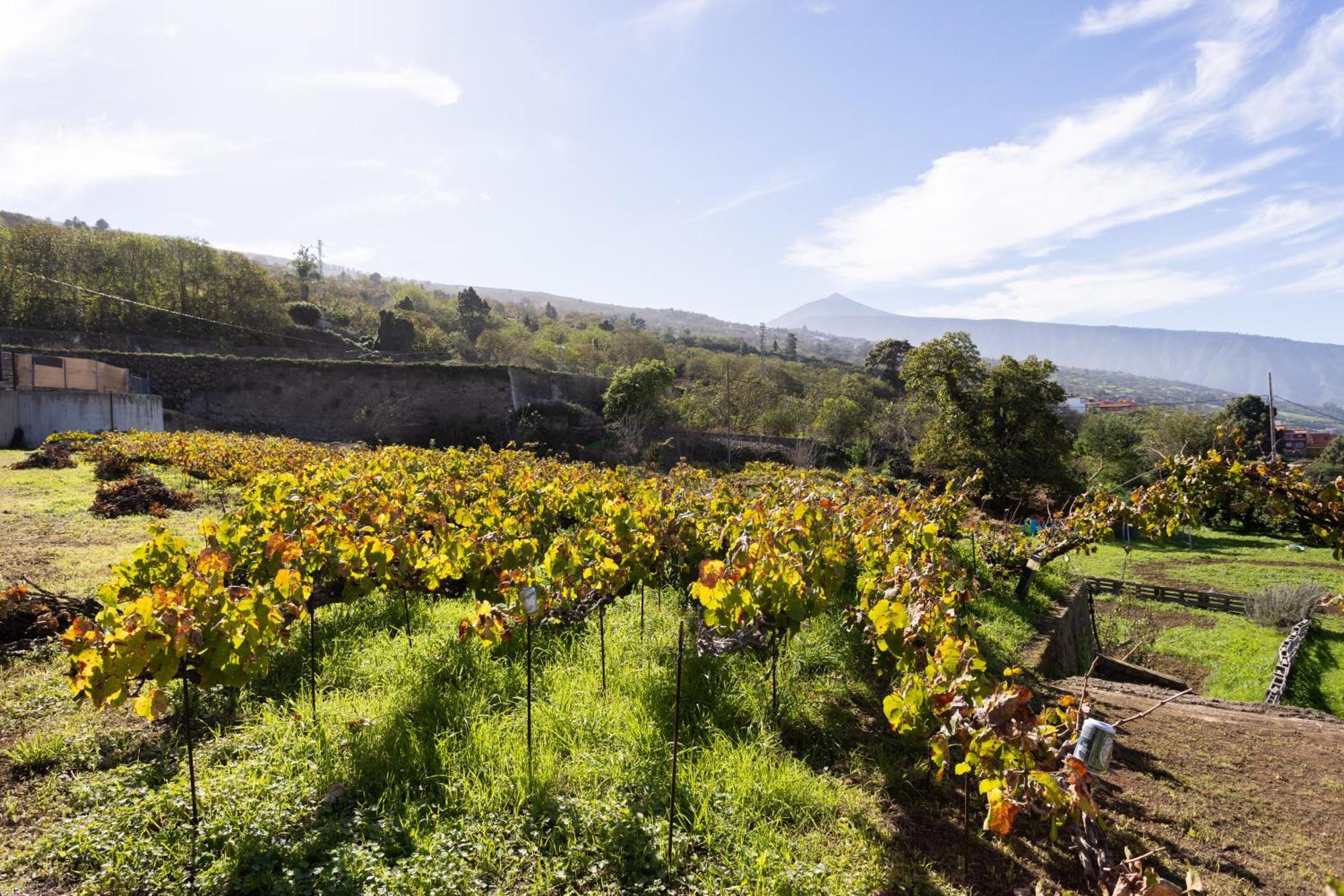 Ek Las Vistas Finca El Milagro ลาโอโรตาวา ภายนอก รูปภาพ